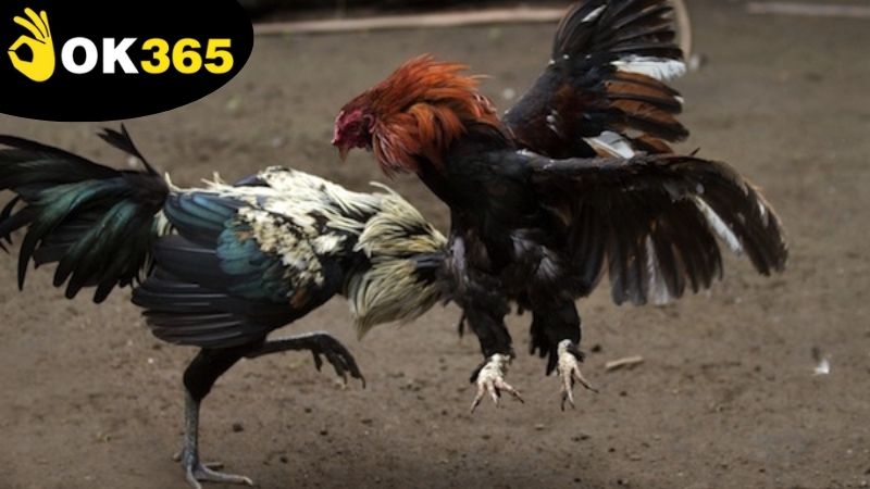 Các loại hình đá gà miễn phí phổ biến trên nền tảng OK365