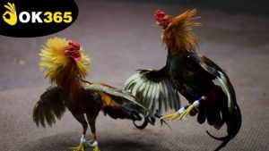 da-ga-mien-phi-ok365