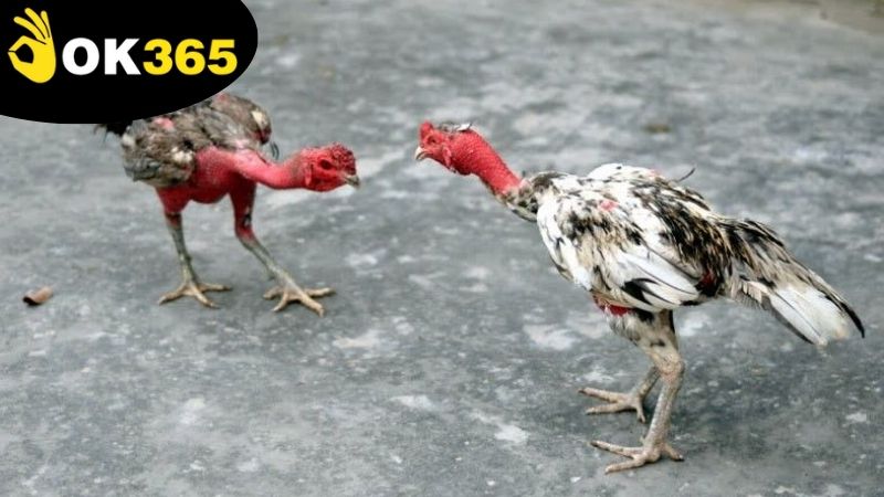 Cách chọn lựa gà chiến phù hợp để nâng cao khả năng thắng cược