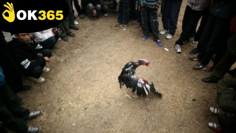 Phân tích kỹ thuật và chiến thuật đá gà nhanh hiệu quả từ chuyên gia