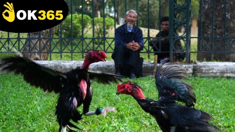 Quản lý vốn và đặt cược thông minh để tối đa hóa về lợi nhuận