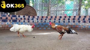 da-ga-ok365-nhanh-thang