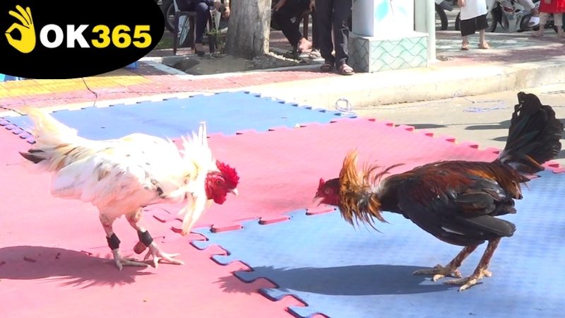 Những lợi ích khi chọn lựa tham gia chơi đá gà Philippines OK365