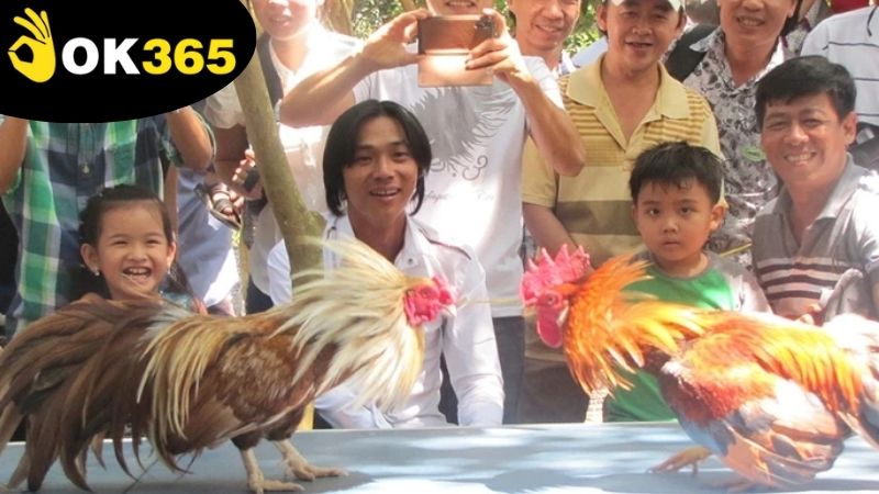 Các hình thức thi đấu đá gà Philippines OK365 nổi trội đầy sức hút