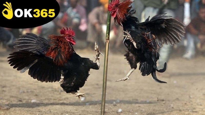 Luật đá gà Philippines theo quy chuẩn quốc tế và quy định của OK365