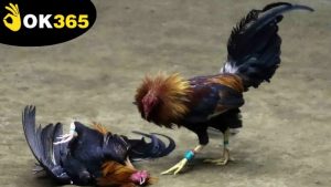 da-ga-philippines-ok365