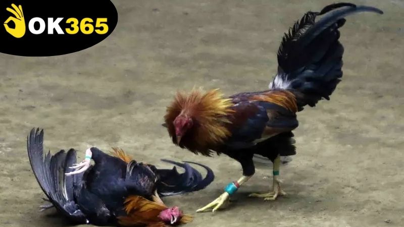 da-ga-philippines-ok365