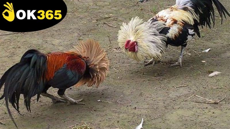 Lợi ích khi chơi đá gà qua mạng OK365 so với đá gà truyền thống