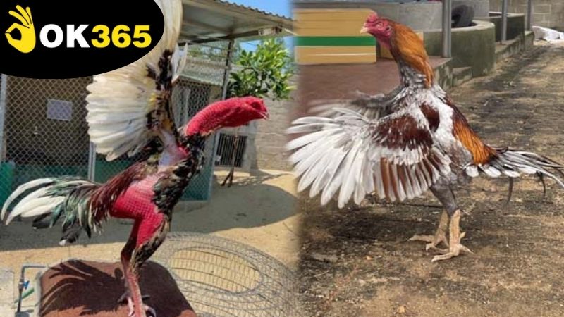 Các hình thức đá gà qua mạng OK365 phổ biến được yêu thích nhất