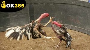 da-ga-qua-mang-ok365