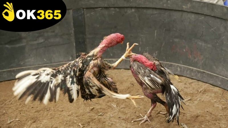 da-ga-qua-mang-ok365