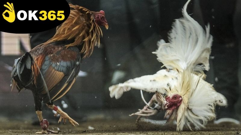 Các đặc điểm nổi bật đầy sức thu hút của đá gà thomo OK365