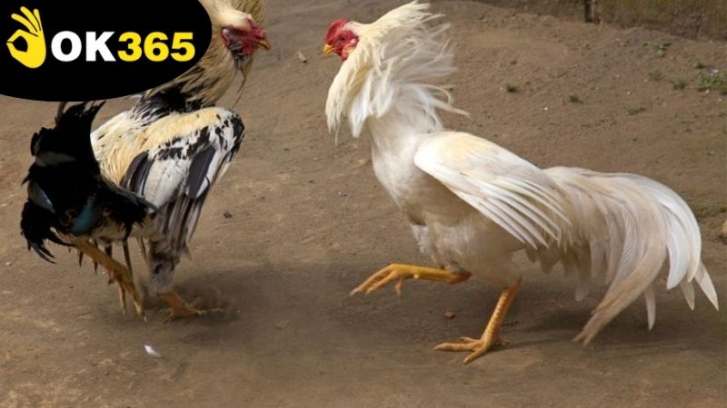 Các loại cược và tỷ lệ thắng trong hình thức đá gà thomo OK365