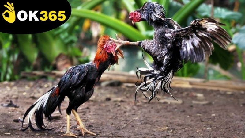 Các chiến lược và mẹo chơi đá gà thomo OK365 để tăng cơ hội thắng