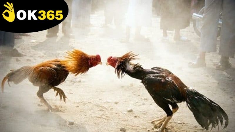 Chiến lược chọn lựa gà chọi phù hợp để thực hiện đặt cược