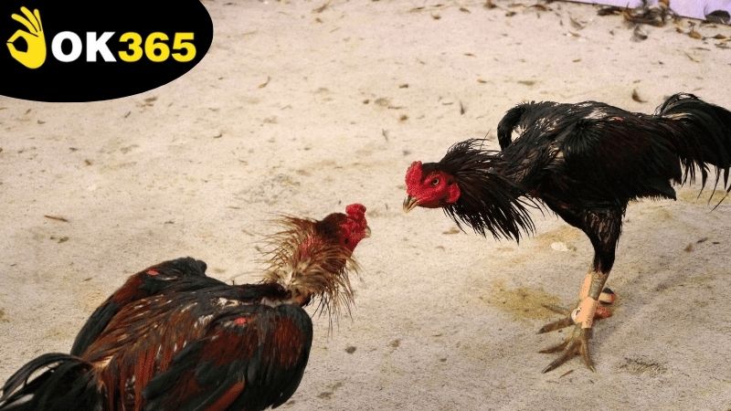 Cách phân tích trận đấu và dự đoán kết quả chính xác