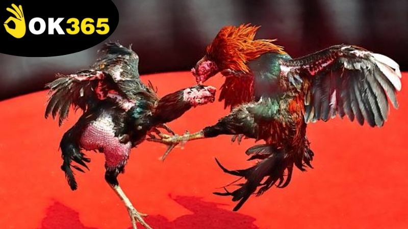 Quản lý tài chính và kiểm soát cảm xúc khi chơi cá cược đá gà