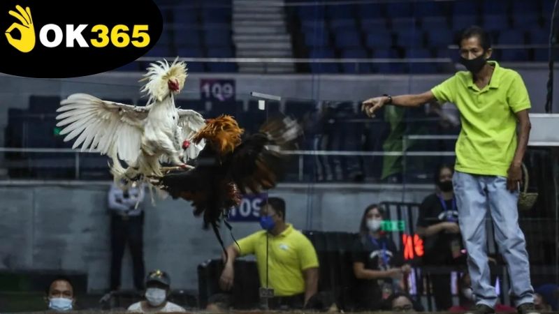 kinh-nghiem-ca-cuoc-da-ga-ok365