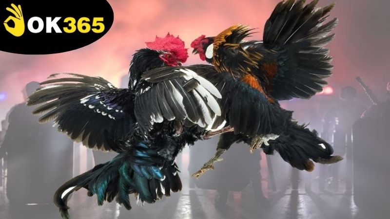 Ưu đãi cho người chơi đá gà OK365