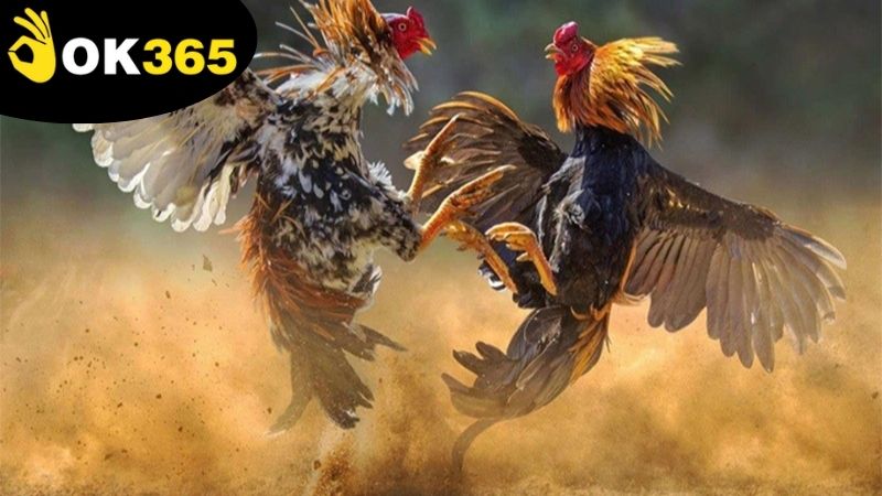 Mẹo cược đá gà dễ thắng