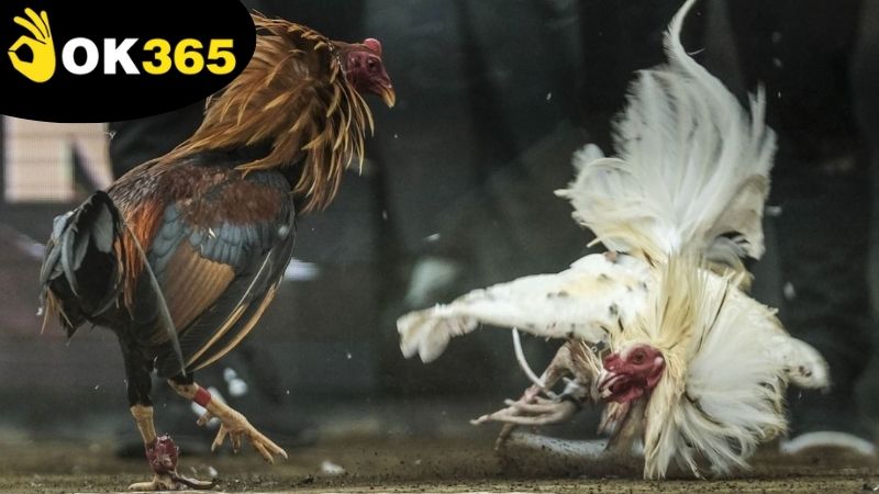 tin-tuc-da-ga-ok365-truc-tuyen