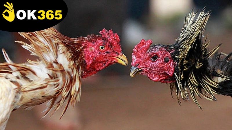 Lợi ích nhận được từ việc xem trực tiếp đá gà OK365 hôm nay