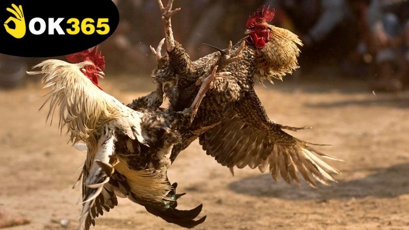 Cách theo dõi trận đấu trực tiếp đá gà OK365 hôm nay trên nền tảng