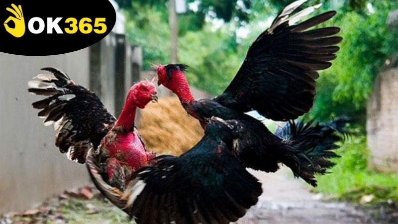 Kèo và cách cược hiệu quả khi xem trực tiếp đá gà OK365 hôm nay