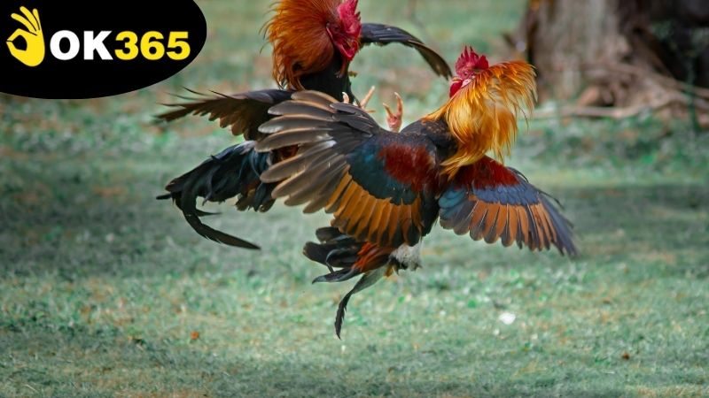 Những lợi ích vượt trội nhận về trong khi xem đá gà OK365 online
