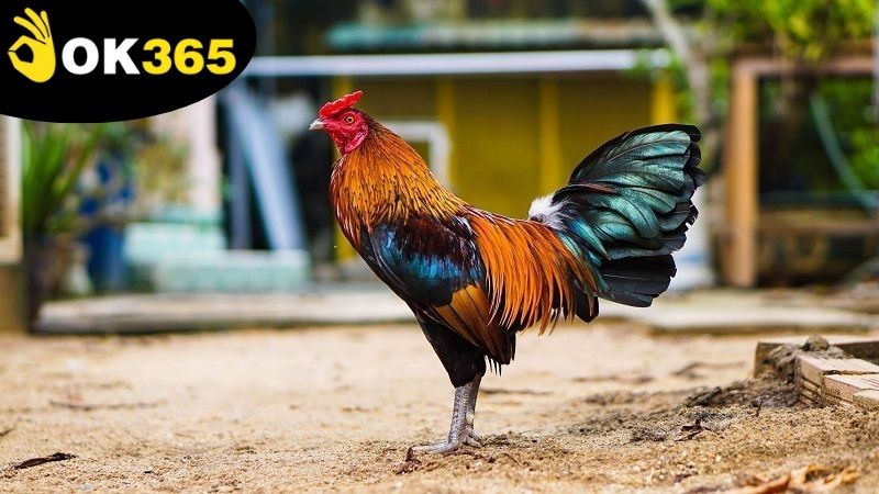 Các tính năng nổi bật hỗ trợ người chơi khi xem đá gà OK365 online