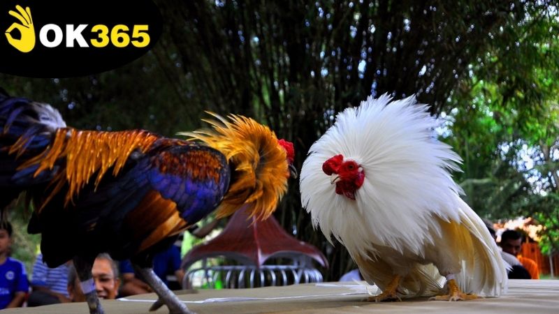 Mẹo chơi và chiến thuật để tối đa trải nghiệm xem đá gà OK365 online