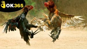 xem-da-ga-ok365-online