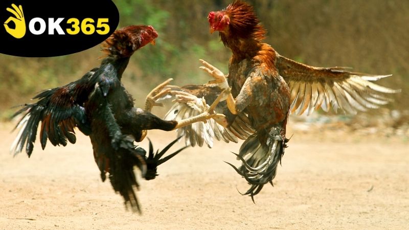 xem-da-ga-ok365-online